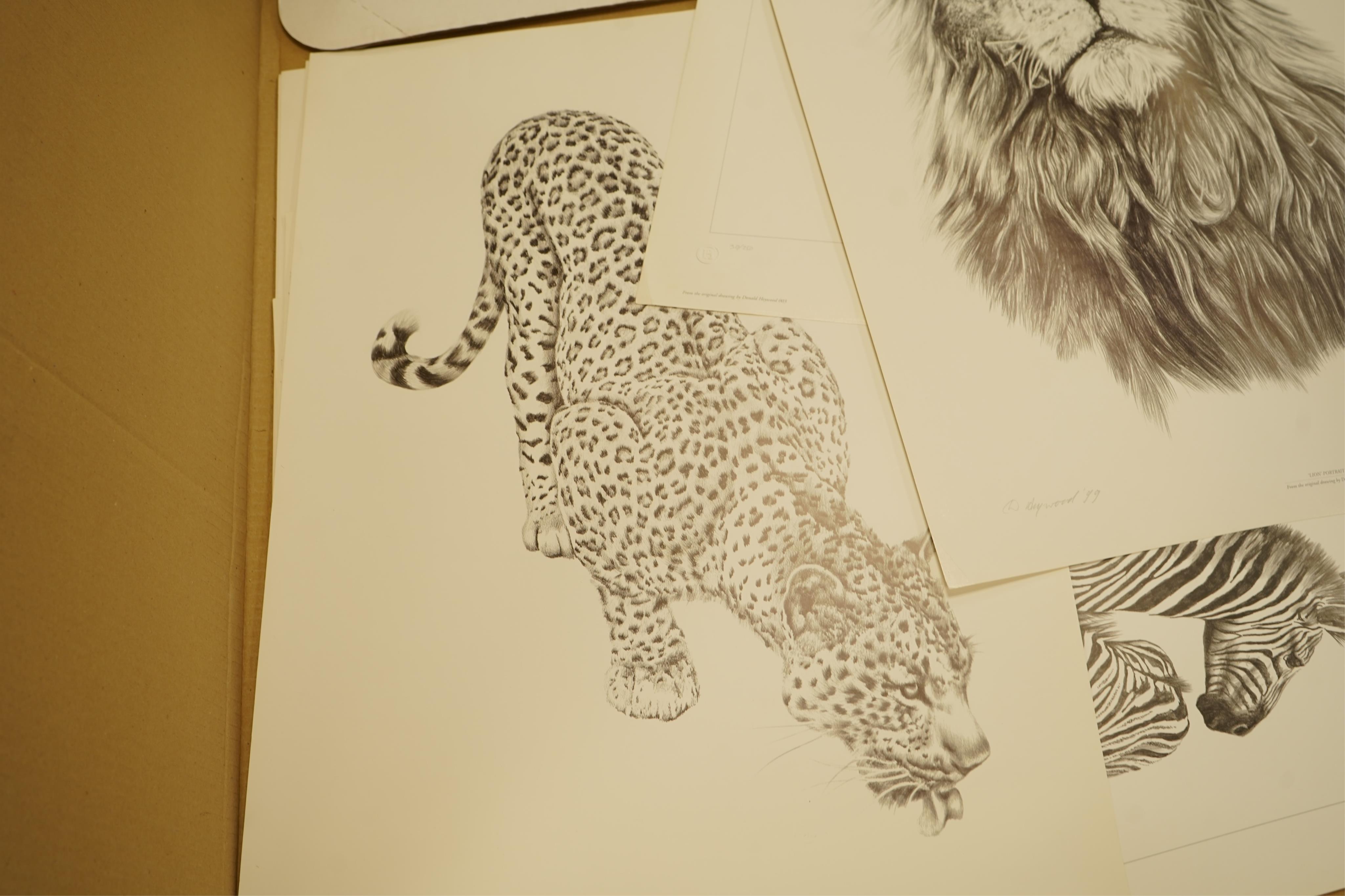 Donald Heywood (b.1944), eleven prints, each signed in pencil to include: ‘Leopard drinking’, ‘Lion portrait’ and ‘Lion cub’, unframed, largest 68 x 48cm